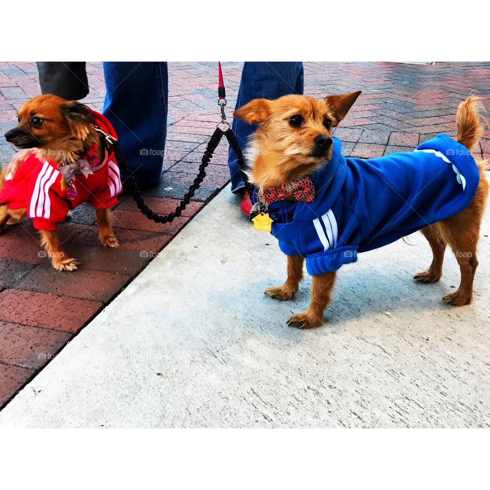  Dogs in jackets