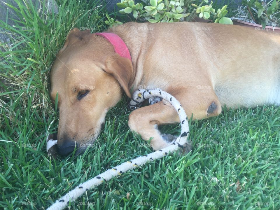 Grass, Dog, Mammal, No Person, Cute