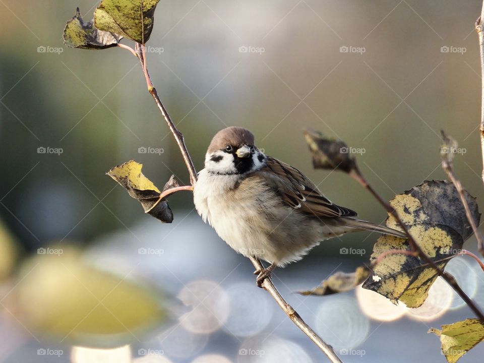 Little sparrow