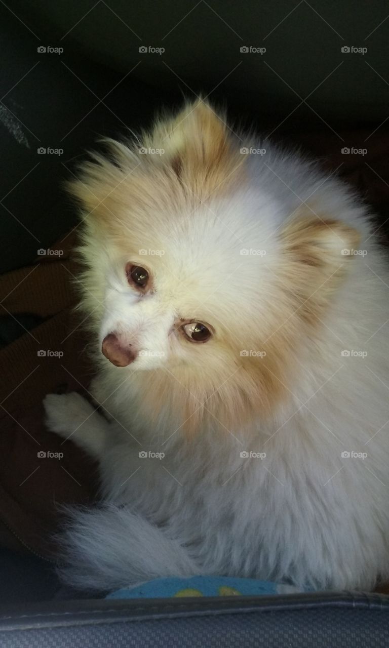 White Pomeranian