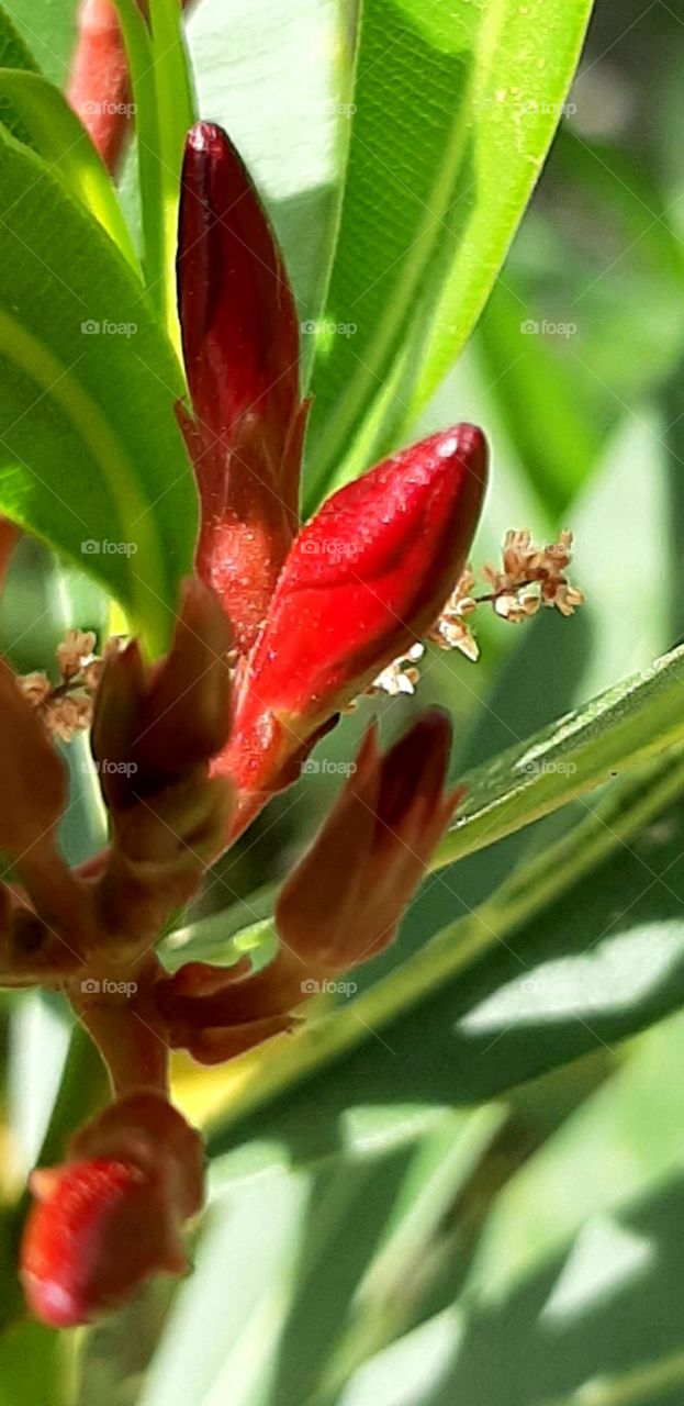 Oleander buds in fuchsia