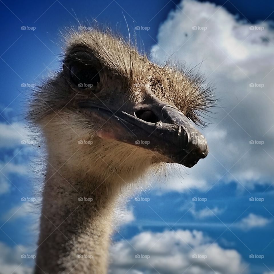 Big bird. An ostrich in the Aalborg Zoo, Denmark 