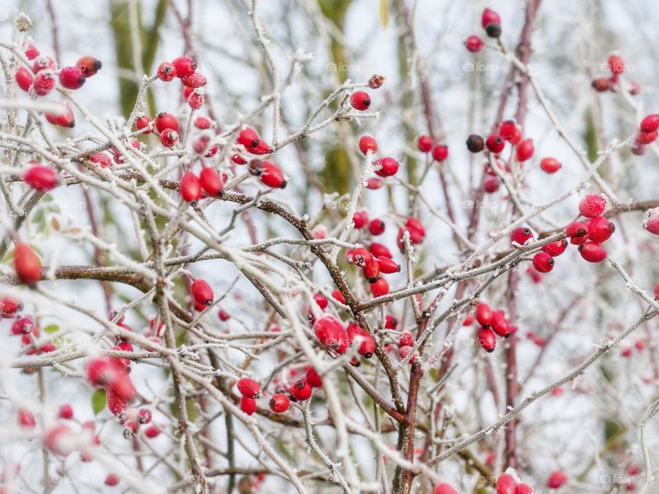 Frozen nature