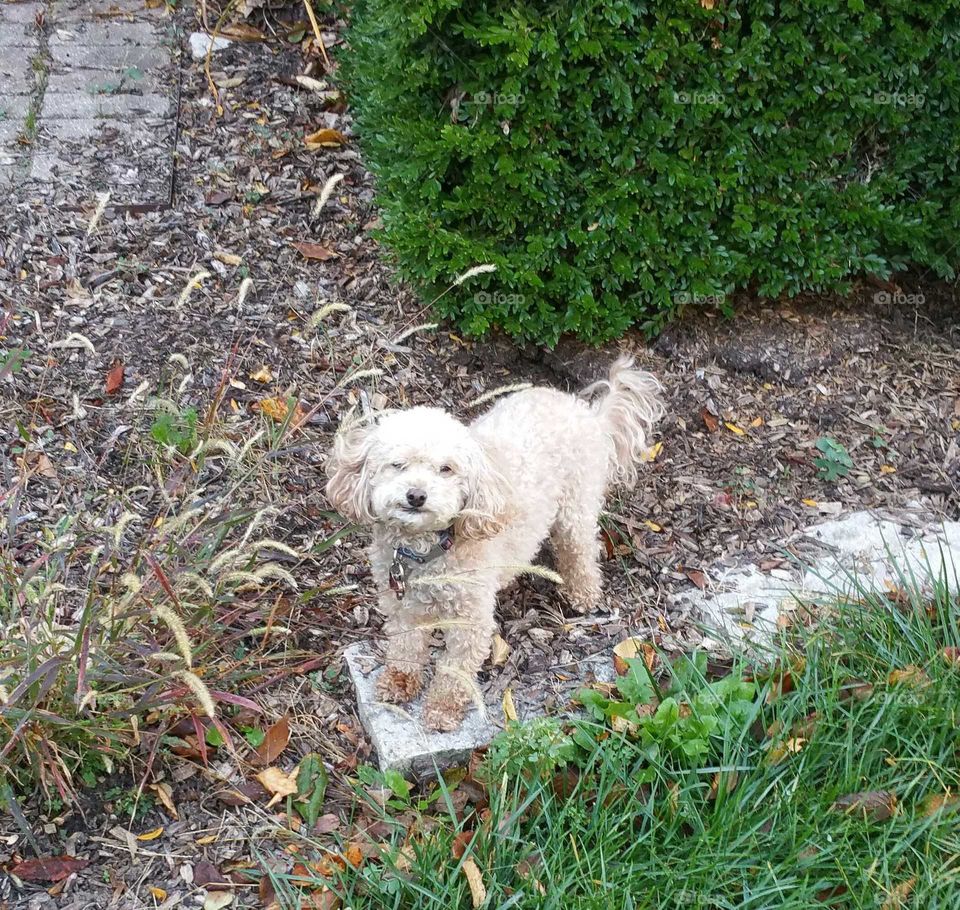 Bichon Frise, Teacup Poodle, playing in the yard and looking small in all the bushes and growth.