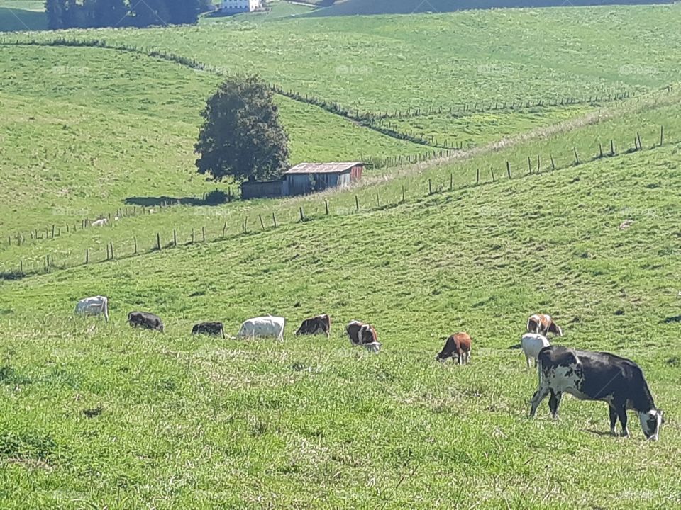cattle at mountains on green fields