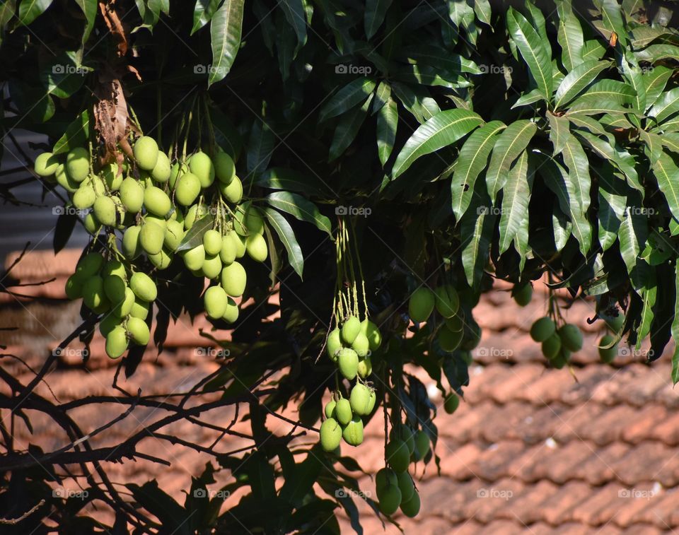 raw green oval shape mangoes hanging from tree