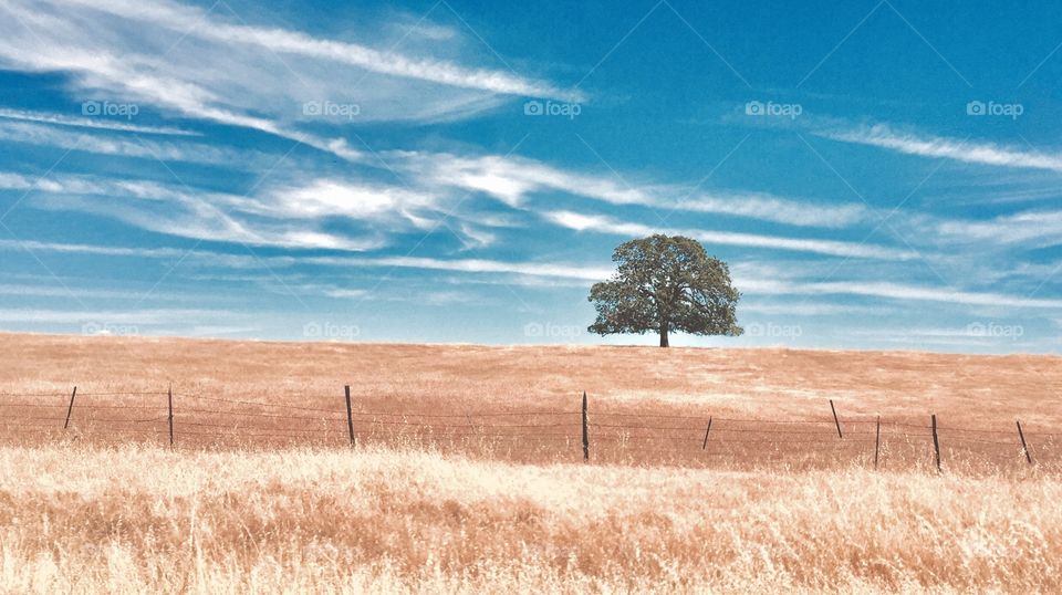 Lonely tree in grass land