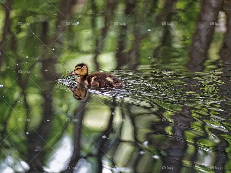 Camo Duckling. Duckling in a tree forest pond
