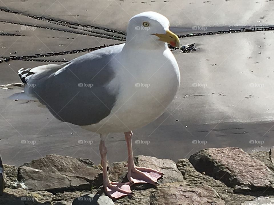 What? I’m just waiting for a North Devon chip. The beautiful colours of this wild Seagull 