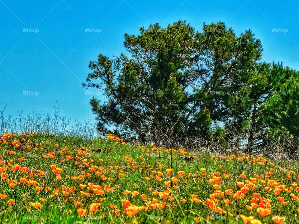 California Field of Poppies