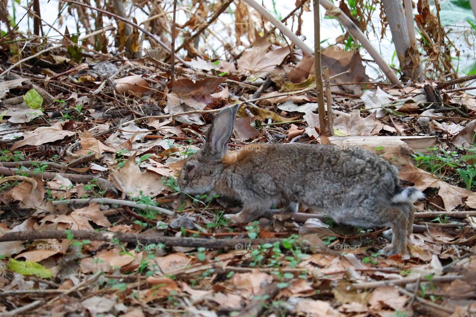 A wild rabbit in a wooded part of the city of Madrid