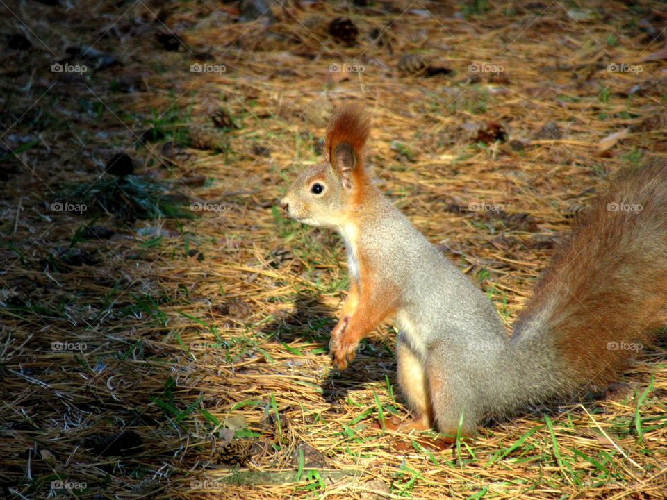 wild squirrel in the park, November, very, Voronezh, Russia, nature in the city