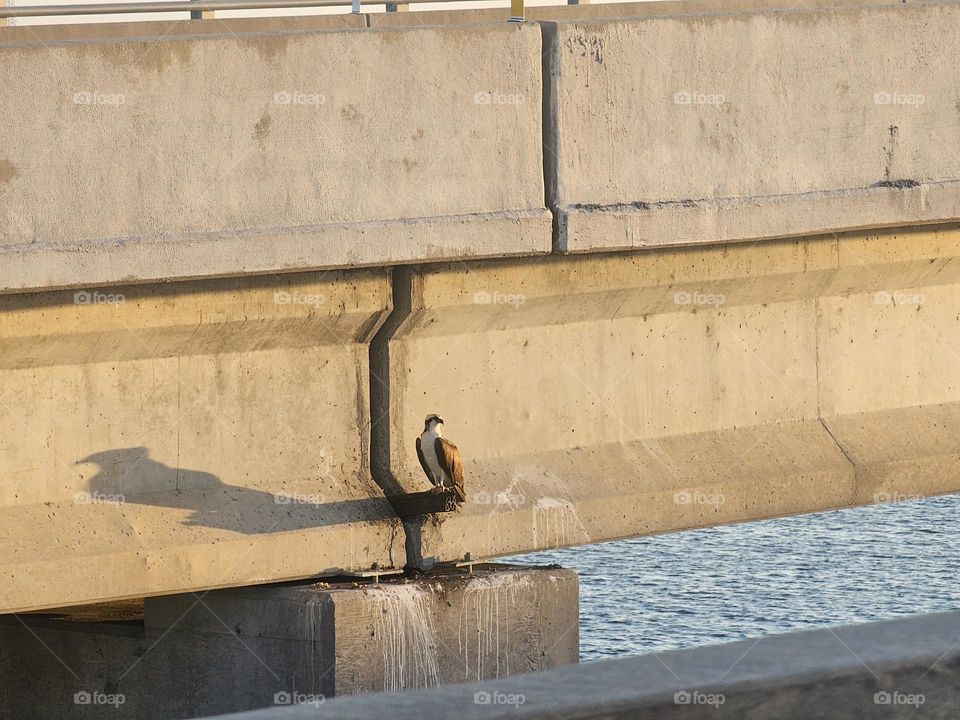 Osprey on the Bridge