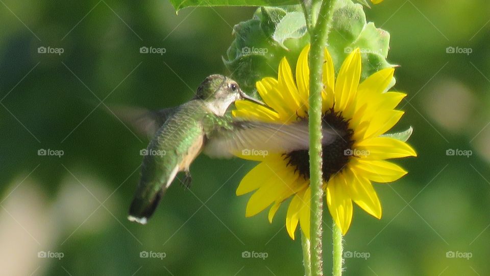 Hummingbirds 