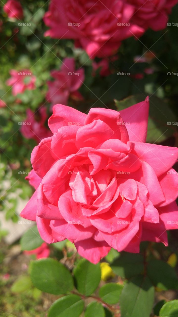 Beautiful macro shots