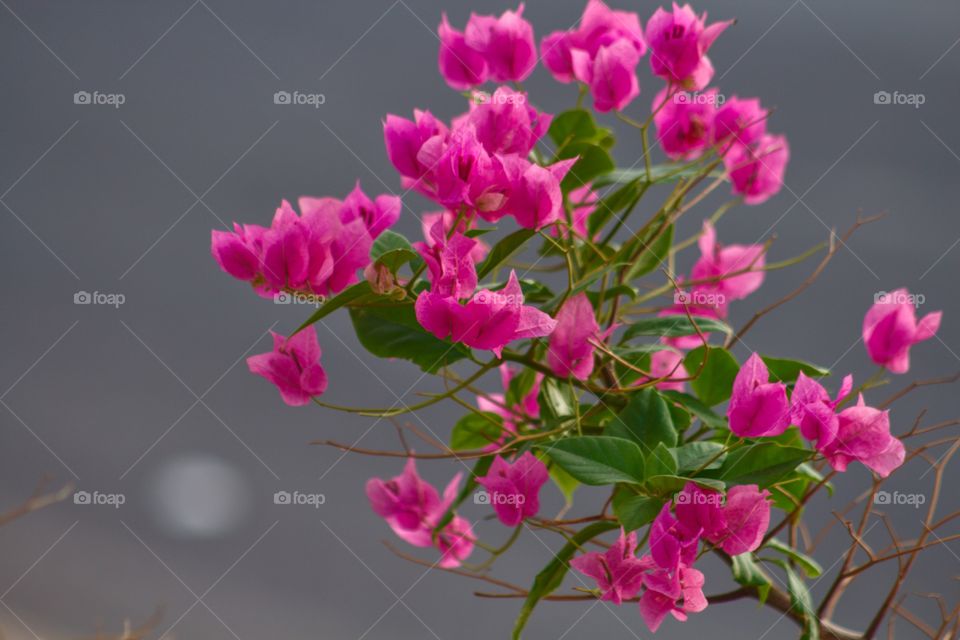 Bougainvillea