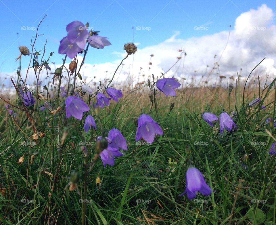 Bluebells 