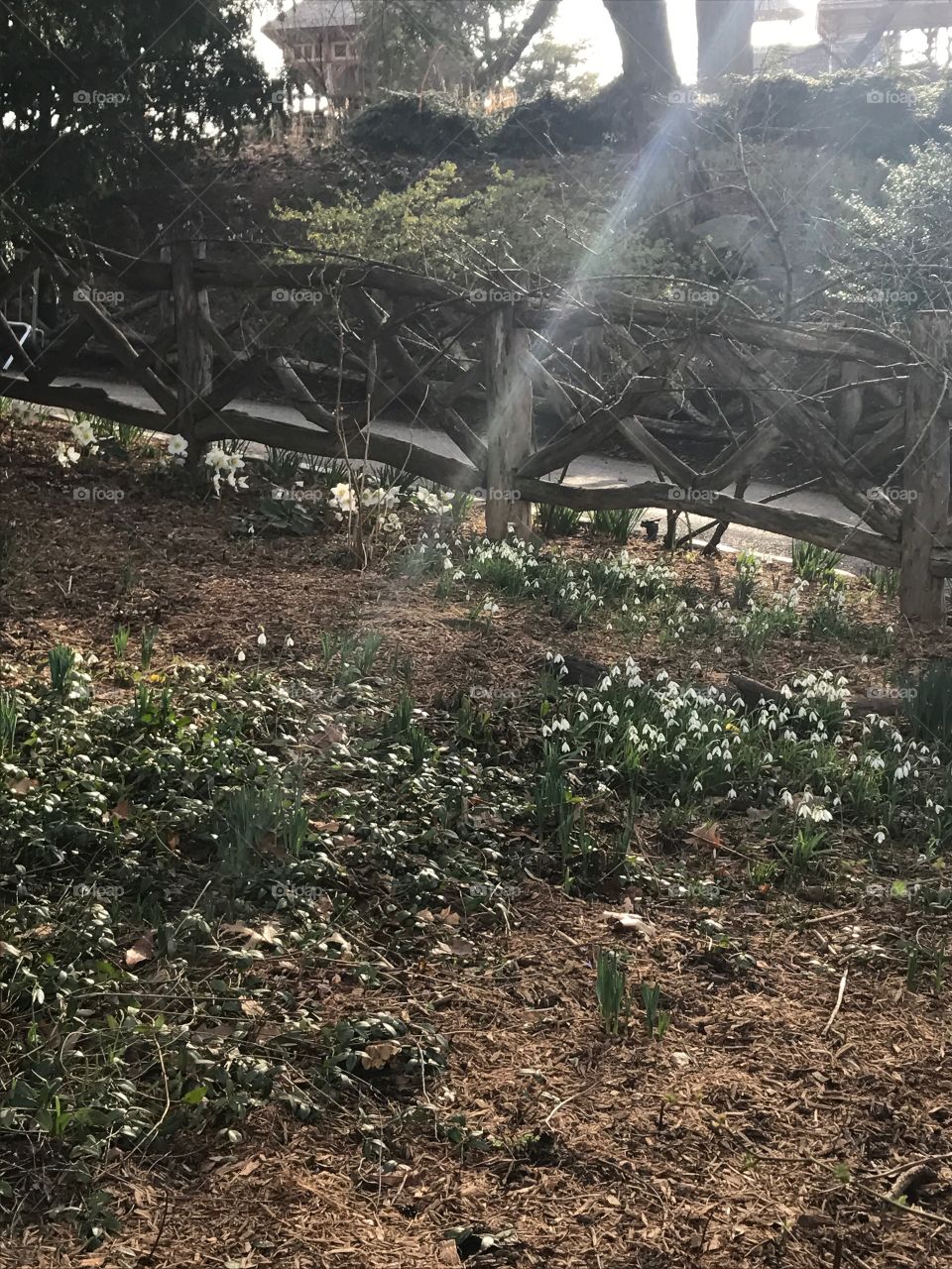 First flowers of spring. NYC 