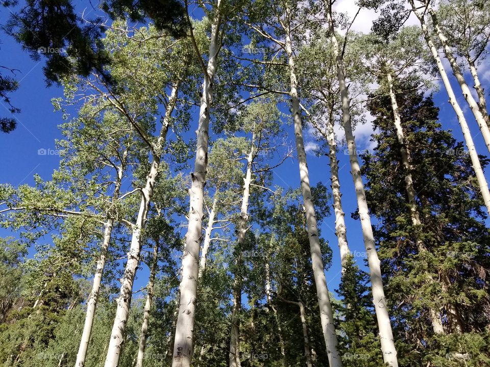 trees of aspen