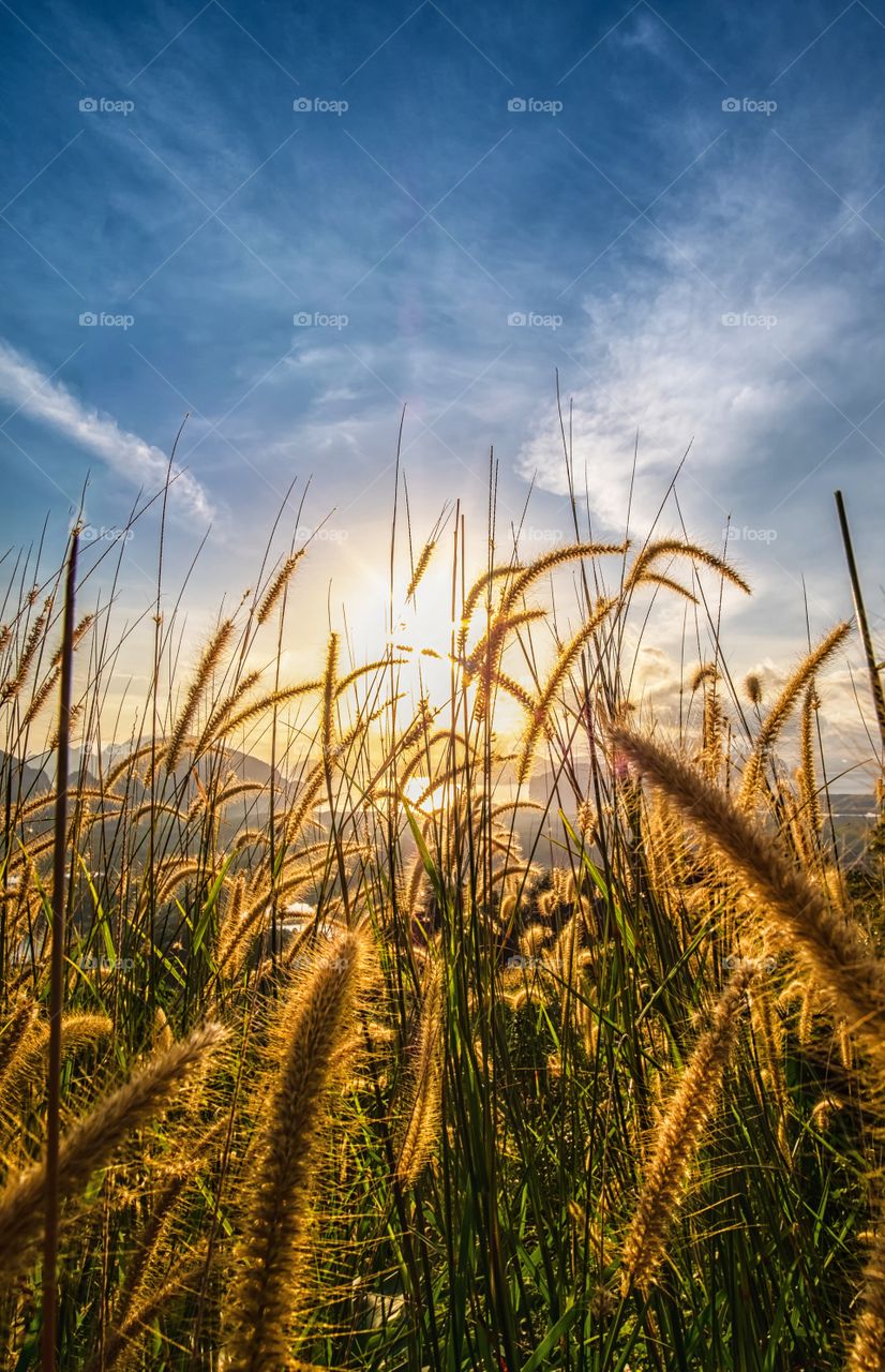 Grass field in front of Sunrise background