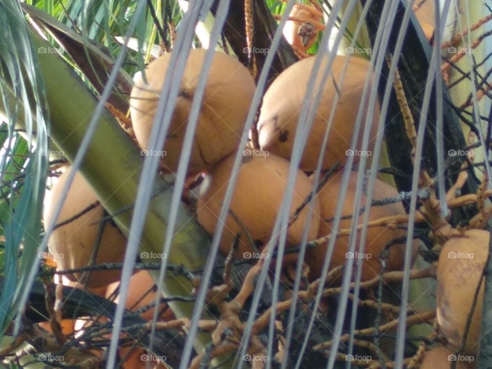 Coconut Tree And Screen