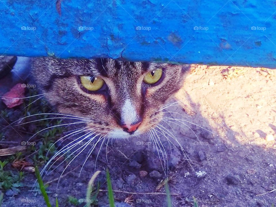 Stray tabby cat peeking underneath a blue door. His yellow eyes are so mesmerizing!