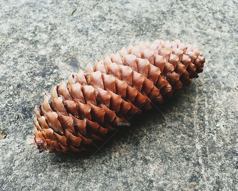 Pine cone