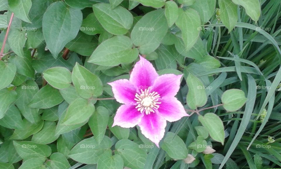 blooming. this is my third year for this Clematis plant called Little Duckling