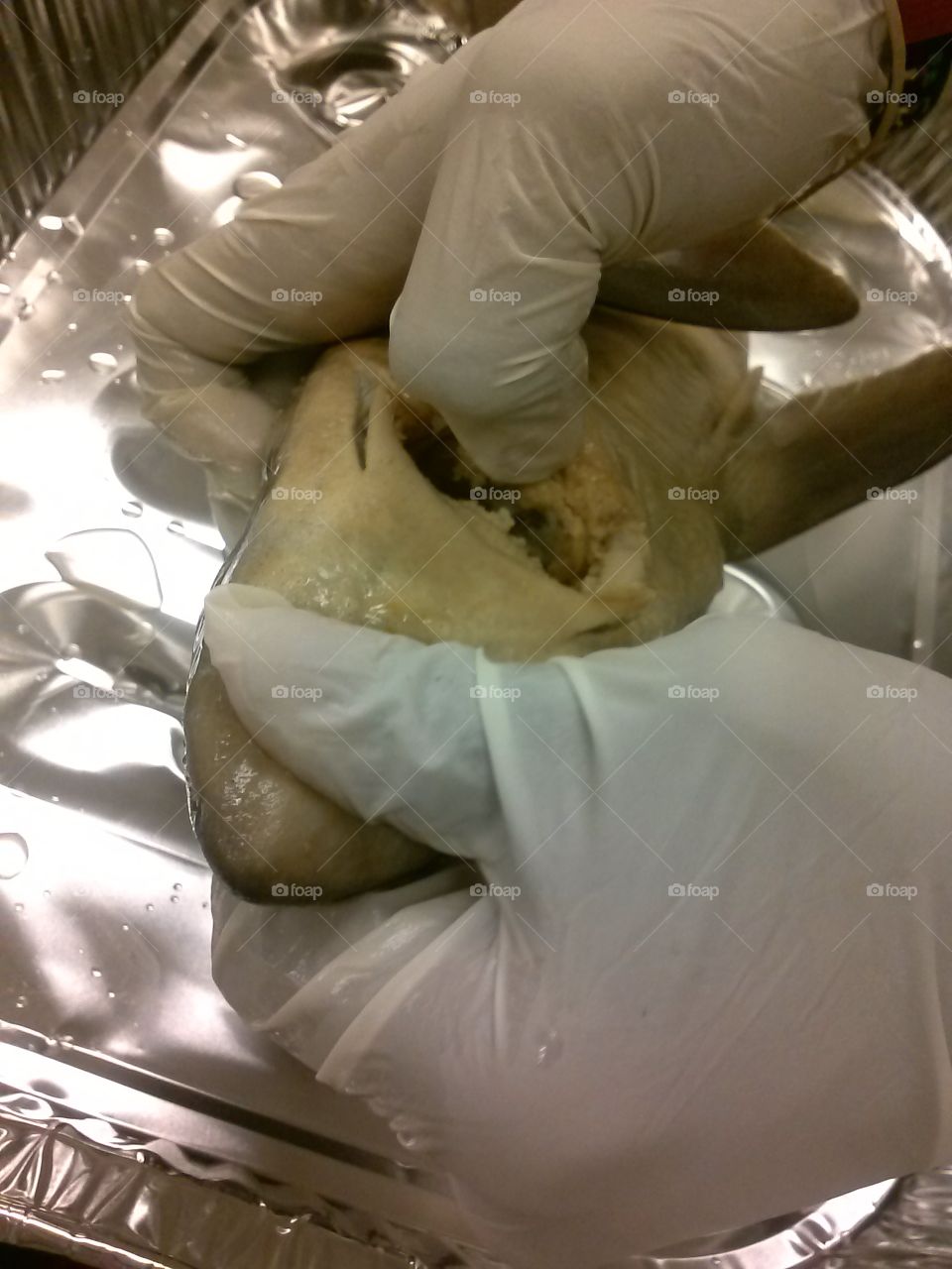 Dissection of a shark. I was dissecting a shark