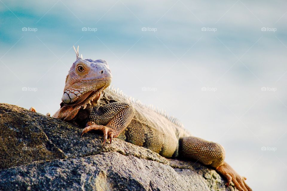 Iguana on rock