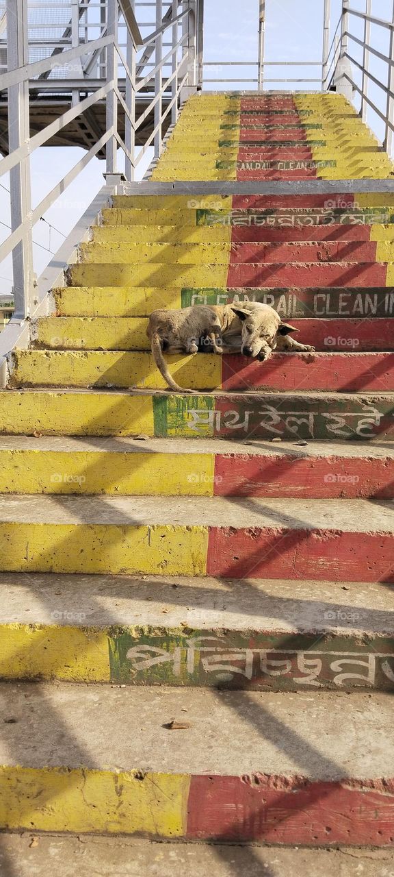 The dog is sleeping.