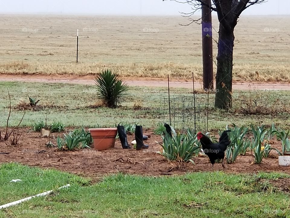 a roster enjoying my garden