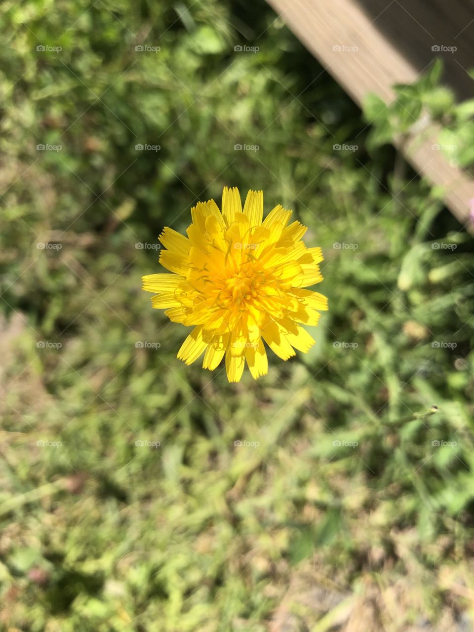 Even weeds can be beautiful 