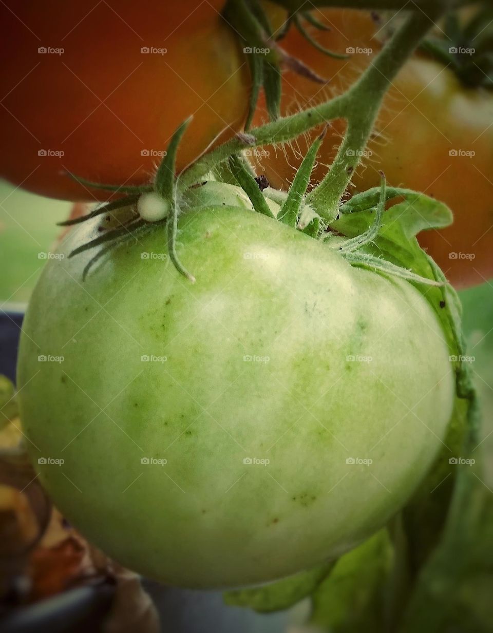 Garden Tomatoes