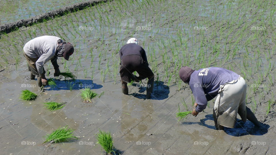 Worker in ricefield