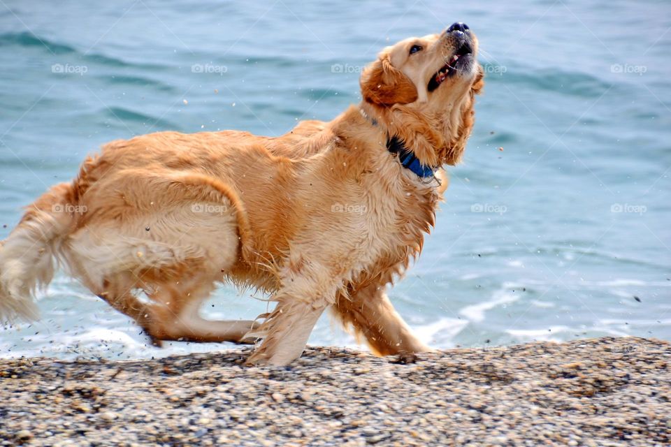 golden retrievers playing on the seaside