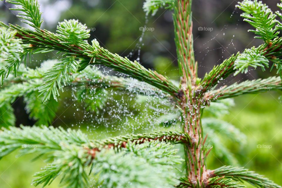 Close-up of tree branch