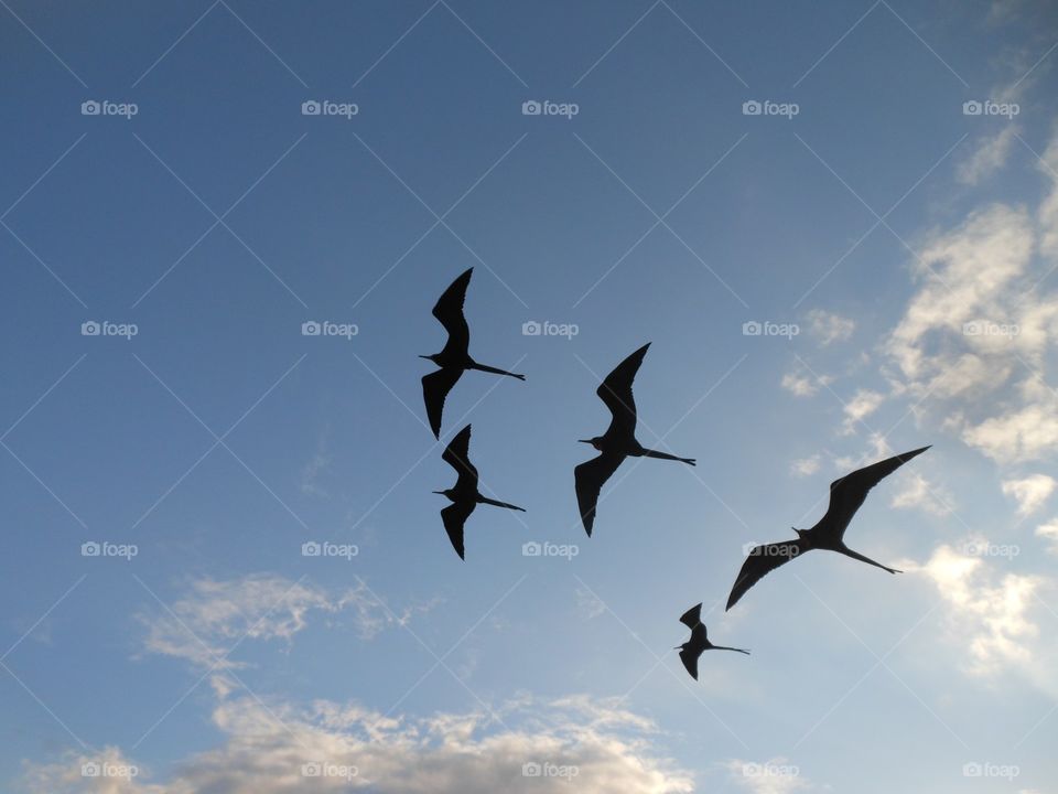 Bird, Flight, Fly, Sky, No Person