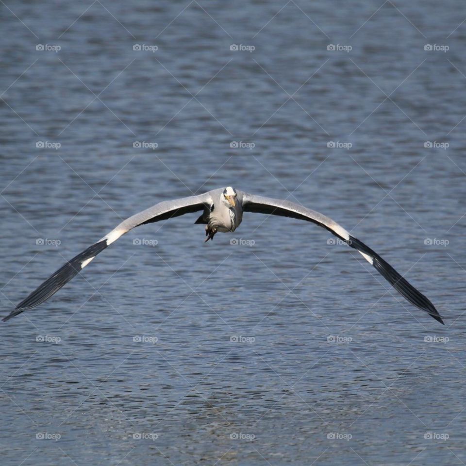 Low flying Heron