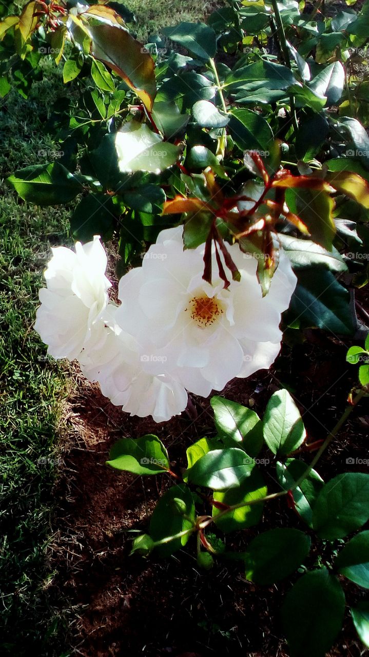 Beautiful blooming delicate white wild
roses hanging in garden in sunny day
