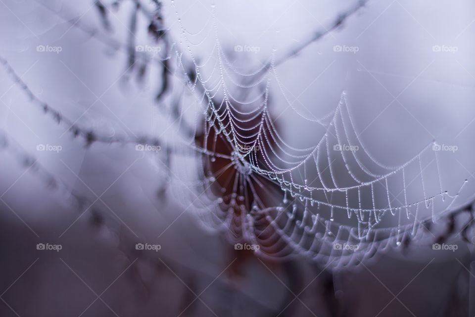 Spider web on morning dew 