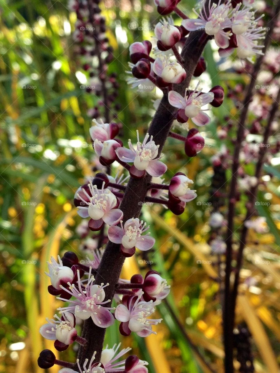 Beautiful flower in the garden