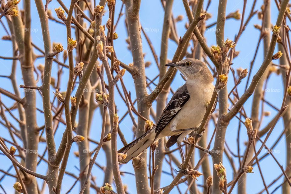 Northern Mockingbird looking for love among the budding trees of spring. Raleigh, North Carolina. 