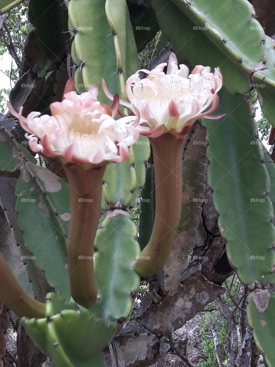 exclusive flowers 🌹