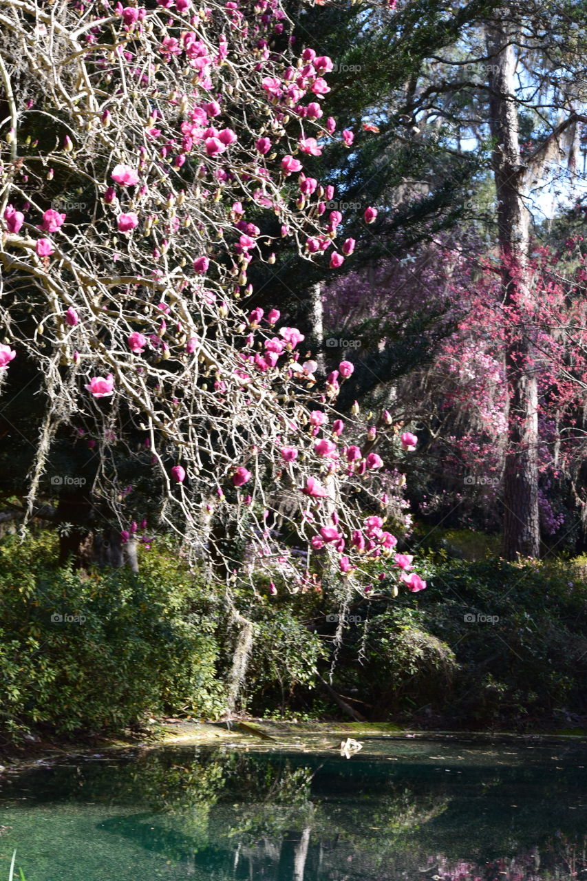 Japanese Magnolias in January 