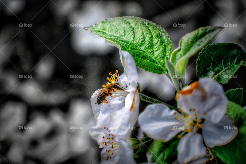 bee