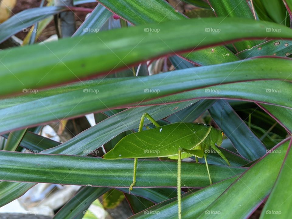 Leaf Insect