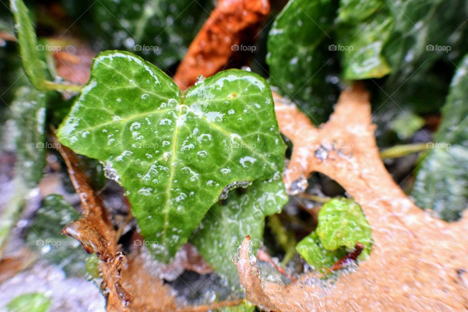 Close-up of a frozen leaf