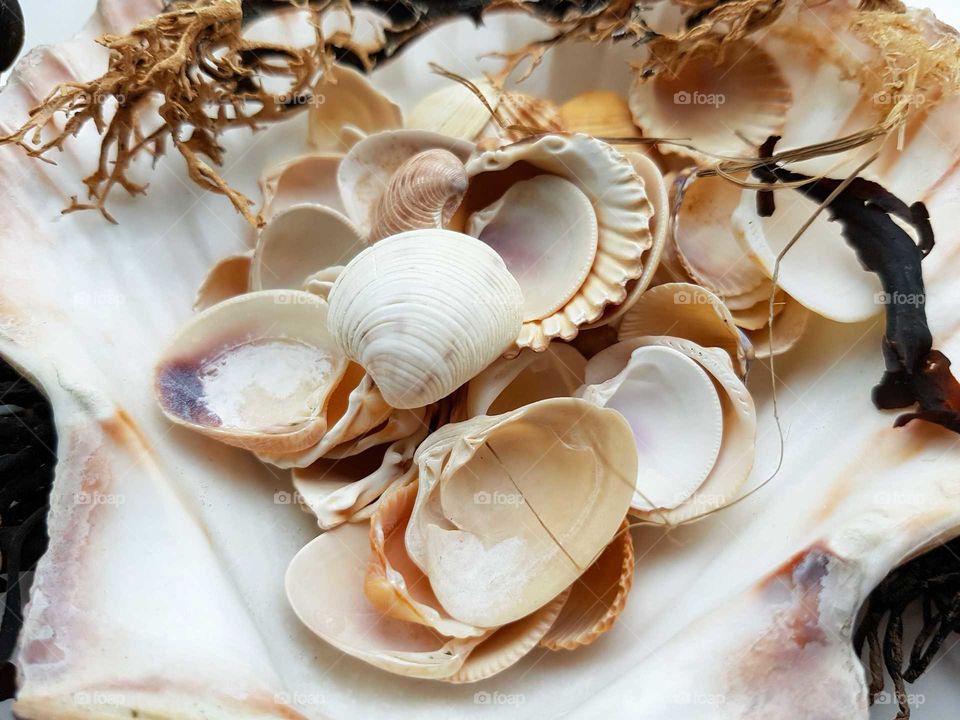 selection of shells & seaweed.