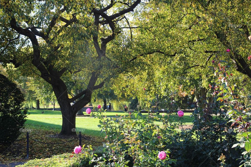 John B. Boston Commons Fall